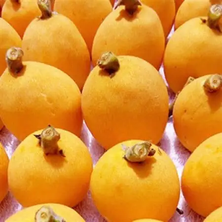 館山の温暖な気候育ち 房州びわ 500g以上(8～12個)_房州びわ 美味しい ビワ びわ 果物 フルーツ 千葉県 送料無料_【配送不可地域：離島・北海道・沖縄県・東北・中国・四国・九州】【1486470】