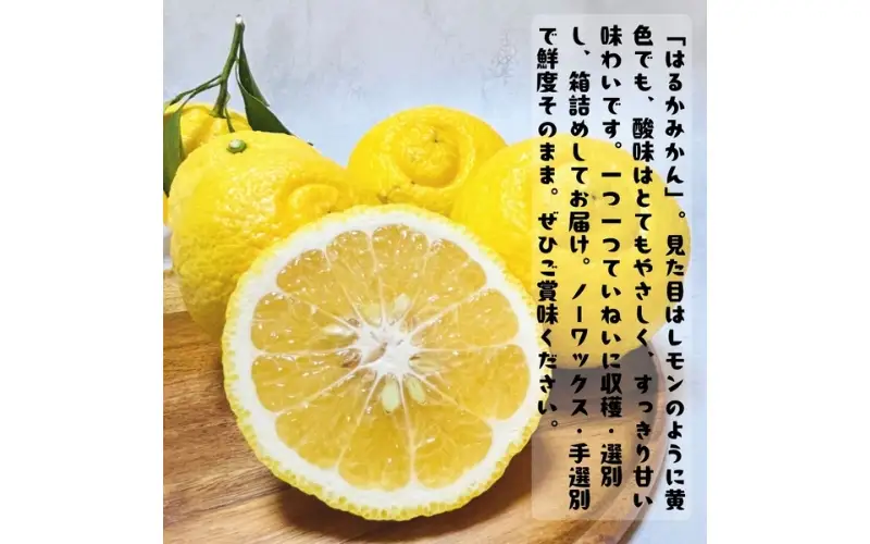 【先行予約】【人気柑橘】 有田育ちの はるか みかん（訳あり 家庭用）約5kg+200g(傷み補償分) ※2027年1月下旬～3月下旬に順次発送 ※着日指定不可【ard156B】