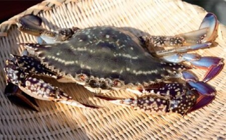 BA061 天然の好漁場・肥沃な海の贅沢な恵み 有明海のカニ [長崎県 島原市]