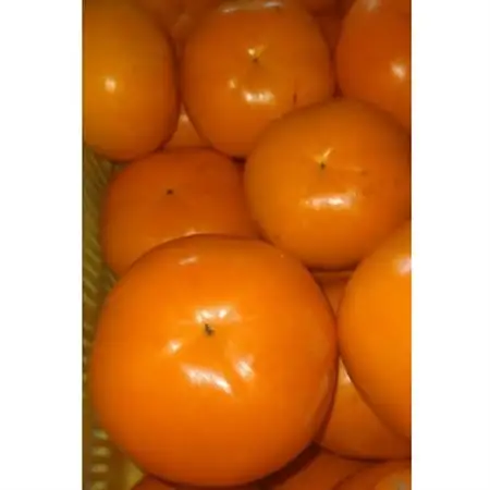 【2026年配送分】紀州てまり　9個～12個入　約3kg_果物・フルーツ 柿（カキ）  かき_【1486503】