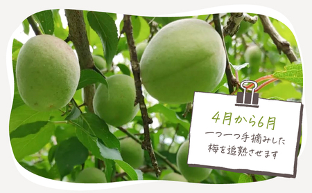 2403 昔ながらの しょっぱい おおすみ 百年 梅干 800g （ 400g×2袋 ） 塩分20% KN093-001-01 