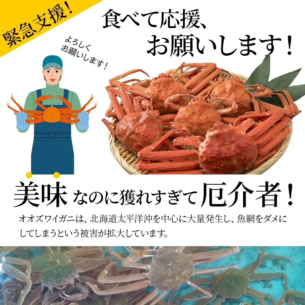 訳あり オオズワイガニオス 小サイズ (約100-250ｇ) 浜ゆで 2kg (8～20尾入) AS177