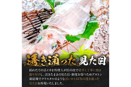 京丹後産『海の京都』の逸品！！　活白イカ姿造り（クリスタル白いか）中大サイズ 1杯（250g前後）（2026年6月上旬～発送）