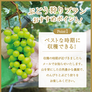 富士吉田市産　ブドウ狩りプラン(シャインマスカット) ぶどう 体験 収穫 フルーツ狩り 果物狩り