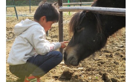 馬のお世話体験とふれあい乗馬【大人】