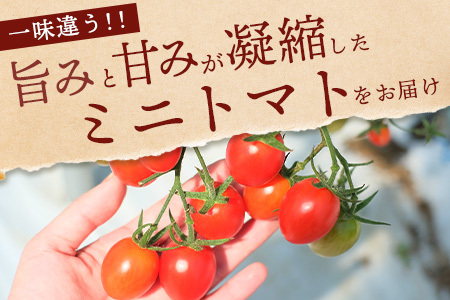 【2026年3月上旬?5月下旬発送】産地直送 熊本県産 ミニトマト「アイコ (赤色)」約1.25kg 国産トマト アイコ とまと 甘い 熊本 多良木町 農園直送 新鮮 フルーツトマト 020-0532