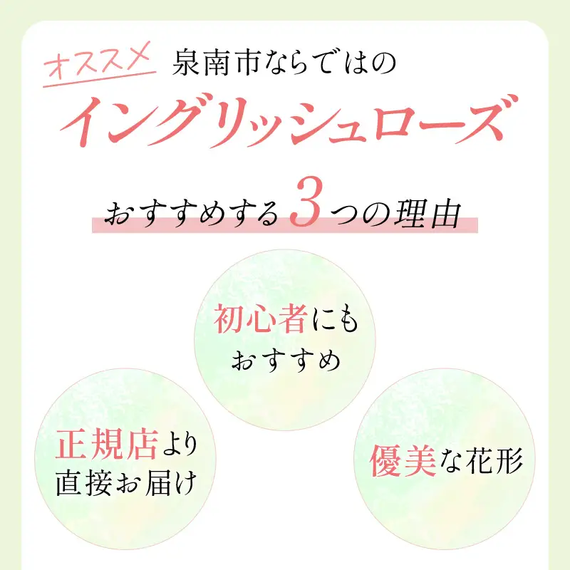 【イングリッシュローズ】デビッド・オースチン レディ・オブ・シャーロット 15L鉢苗【025D-007】