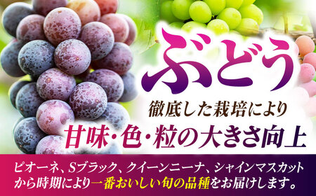 【先行予約】【6回定期便】品種おまかせ みかん・ぶどう 定期便【合同会社 社方園】[ZBZ025]