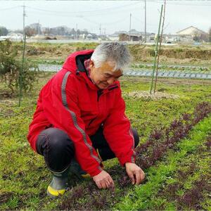 自然栽培 旬のサラダセット 約1kg|野菜 野菜