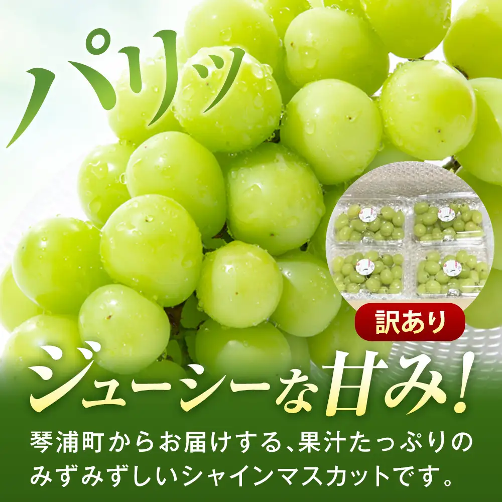 【先行予約】訳あり　琴浦町産シャインマスカット（粒パック）1.2kg