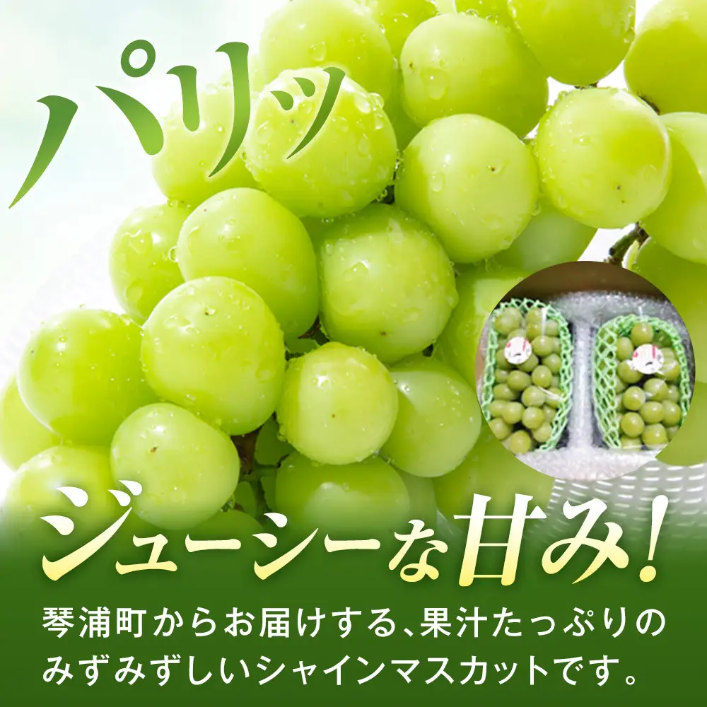【先行予約】琴浦町産シャインマスカット2～3房セット（計約1.5kg）
