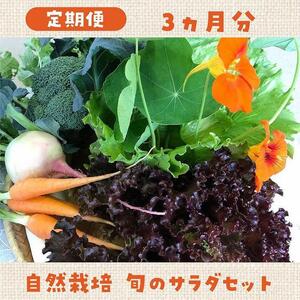 【定期便】自然栽培 旬のサラダセット 約1kg×3回|野菜 野菜
