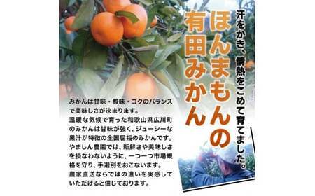 ちっちゃな有田みかん こつぶみかん 約10kg （3S～Sサイズ混合）※2026年11月～2027年1月に順次発送予定（お届け日指定不可） 先行予約 みかん 有田みかん 温州みかん ミカン 小粒 柑橘 フルーツ 【nuk153B】