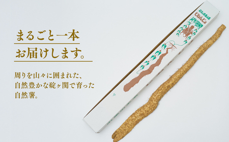 【レビューキャンペーン】碇ヶ関産 自然薯1本　【野菜・根菜・野菜】[hi-0015-003]
