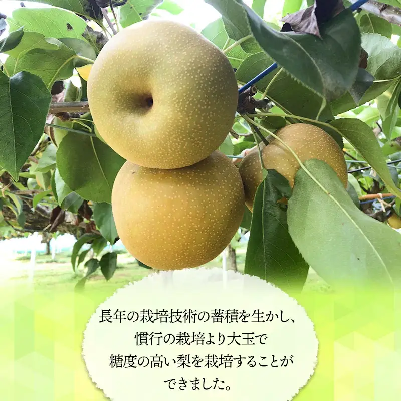 【令和8年産先行予約】「恋する甘さ！」こだわりの和梨　幸水か豊水 秀品3kg(5～10玉)　山形県鶴岡産　安野農園