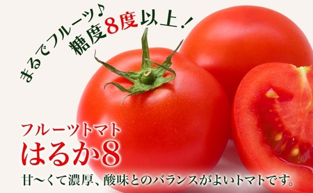 【2026年発送】 糖度8度以上 フルーツトマト はるか8（エイト） 10～15玉 トマト 野菜 夏 野菜 旬 甘い 濃厚 果物 フルーツ 高糖度 新鮮 産地直送 北海道 美深町