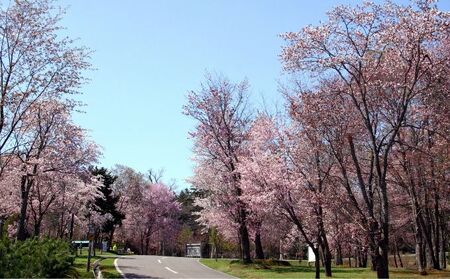 北海道美深町 寄附のみの応援受付 1,000円コース（返礼品なし 寄附のみ 1000円） チケット 