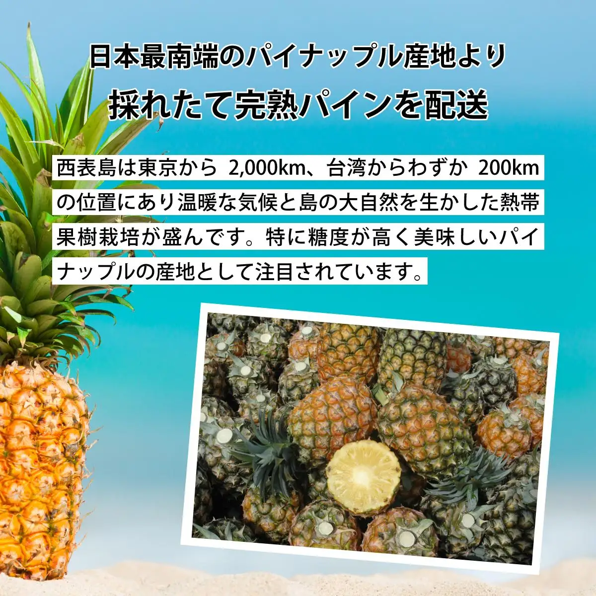 【（全3回発送）】南国の美味しさを！パイナップル 定期便 B