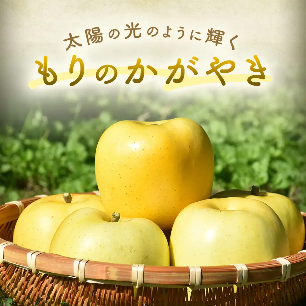 希少！ 青森県産りんご もりのかがやき 約5kg 10月上旬～ りんご