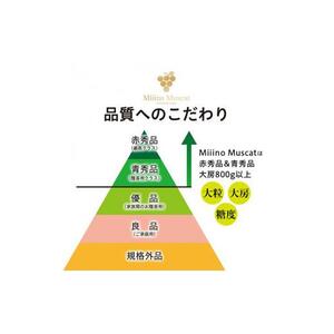 シャイン マスカット 2026年 「MiiinoMuscat」2房（(約1.6kg）ブドウ 葡萄  岡山 国産 フルーツ 果物 ギフト