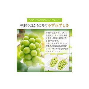 ぶどう 2026年  シャイン マスカット 1房（700g以上）【第1回全国ぶどう選手権入賞】｜ シャインマスカット