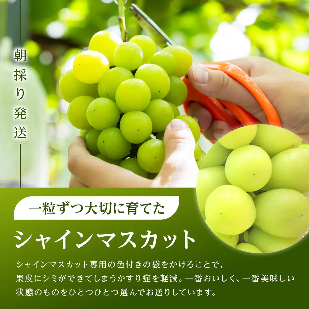 ぶどう 2026年 シャインマスカット 3～4房（約2kg） 葡萄 岡山市 産 フルーツ 果物 ギフト タンポポ農園 | シャインマスカット