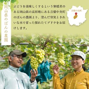 ぶどう 2026年  ニュー ピオーネ 約1.8kg 3～5房 減農薬 栽培 ブドウ 葡萄  岡山県産 国産 フルーツ 果物 ギフト  ばんの農園