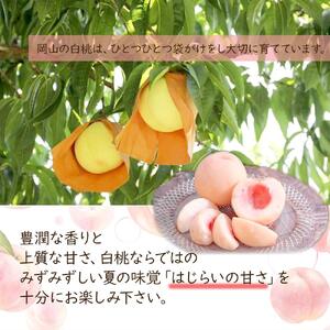 桃 2026年 ご家庭用 岡山 白桃 4玉～６玉 1.2kg 前後 もも 岡山県産 国産 フルーツ 果物 雅桃園