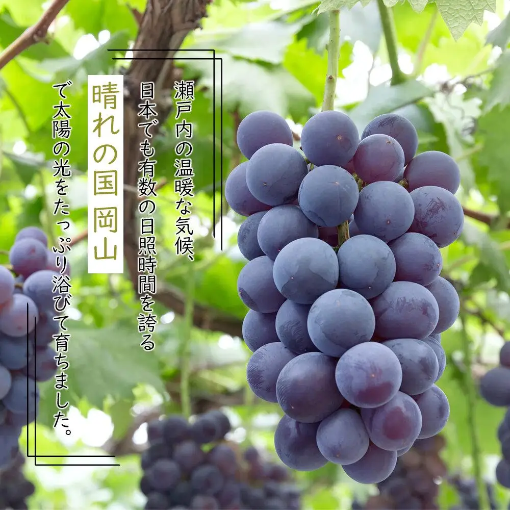 ニュー ピオーネ 約500g×2房 ｜ ピオーネ