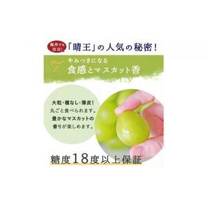 シャインマスカット 晴王 3～5房 2kg前後 （8月上旬～9月下旬発送分） ｜ シャインマスカット