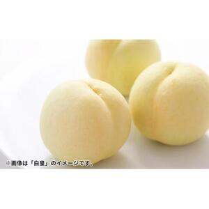 桃 2026年  岡山の桃（晩生種）約1.6kg 4~6玉 もも モモ 岡山県産 国産 フルーツ 果物 ギフト 横木農園