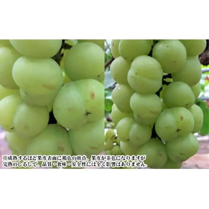 ぶどう 2026年  桃太郎 ぶどう 1房 500g前後 ブドウ 葡萄  岡山県産 国産 フルーツ 果物 ギフト