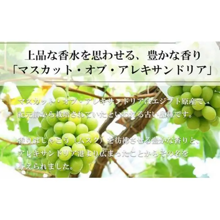 ぶどう 2026年 マスカット ・オブ・アレキサンドリア 約700g×1房 葡萄  岡山県産 国産 フルーツ 果物 ギフト | マスカット