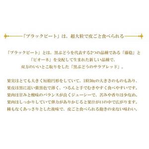 ぶどう 2026年 ブラックビート 約600g×2房 ブドウ 葡萄  岡山県産 国産 フルーツ 果物 ギフト