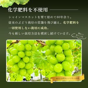 ぶどう 2026年  シャインマスカット 秀品 約1kg 合計2房  農林大臣賞2回受賞  家庭用 ギフト 贈答用 贈り物 岡山 果物 フルーツ 採りたて発送 農家直送 数量限定 新鮮