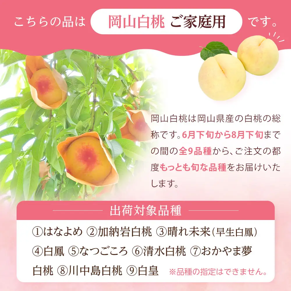 2026年 先行予約 ご家庭用 岡山   白 桃  早生、中生種 約2kg（5～10玉）|　 桃