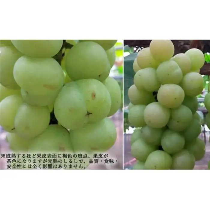 ぶどう 2026年  桃太郎 ぶどう 1房（1房670g以上） 葡萄  岡山県産 フルーツ 果物 ギフト