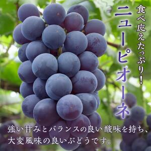 ぶどう 2026年  ニュー ピオーネ 1房（480g以上） シャイン マスカット 1房（480g以上）