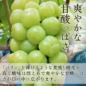 ぶどう 2026年  瀬戸 ジャイアンツ 2房（1房480g以上） ブドウ 葡萄  岡山県産 国産 フルーツ 果物 ギフト