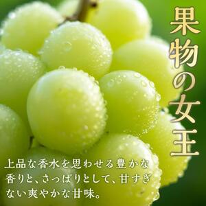 ぶどう 2026年  マスカット・オブ・アレキサンドリア 1房約750g 化粧箱入り ブドウ 葡萄  岡山県産 国産 フルーツ 果物 ギフト