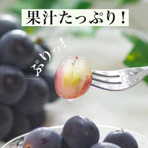 ニュー ピオーネ 4房（1房480g以上）約2kg ｜ ピオーネ