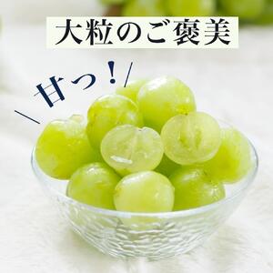 ぶどう 2026年 桃太郎 ぶどう 2房（1房480g以上）化粧箱入り ブドウ 葡萄  岡山県産 国産 フルーツ 果物 ギフト