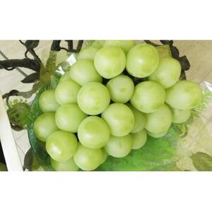 ＜2026年9月上旬～9月中旬発送＞岡山市産 マスカット ・オブ・アレキサンドリア 1房 約750g ｜  マスカット