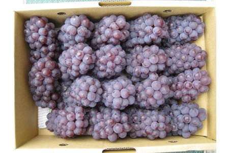 多度津町白方特産　デラウェアぶどう【令和8年7月上旬より発送！予約受付中】【B-20】