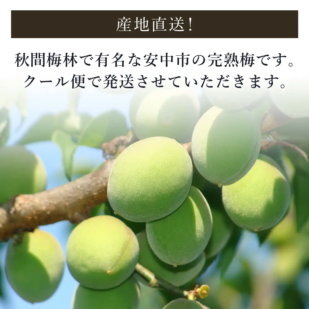 【2026年発送分先行予約】旬をお届け!完熟梅【Lサイズ5kg】 ANAR013