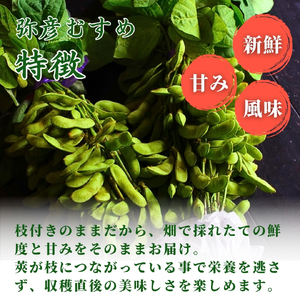 枝豆 新潟 令和8年産 弥彦村産 弥彦むすめ 枝付き枝豆 2把(約1kg) | 枝豆 えだまめ 新潟県