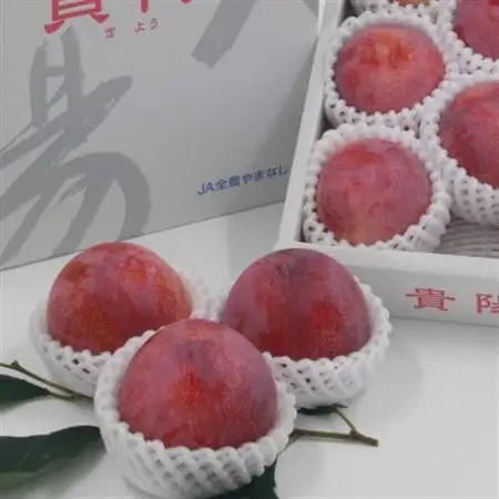 【2026年発送】すもも『中玉貴陽』約1.5kg(7～10玉)【配送不可地域：離島】【1395560】