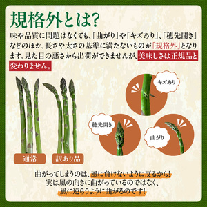 《令和8年産先行予約》訳ありアスパラ 1kg アスパラガス _S021-0012