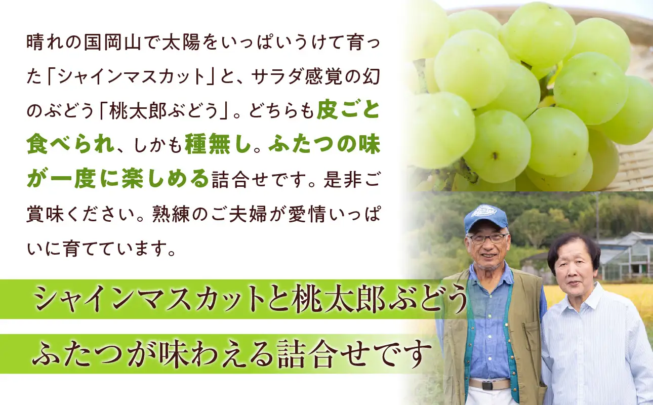 【2026年発送】備前市産シャインマスカット 桃太郎ぶどう 詰合せ 約2kg （2種 3～4房）（9月初旬～9月中旬頃発送）【 シャインマスカット ぶどう 】