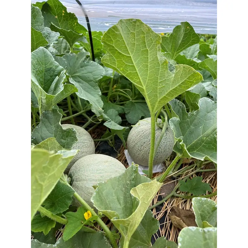 【先行予約】幻のメロン 新芳露 2玉（2026年7月下旬～発送）